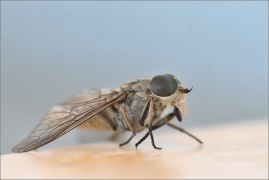 <p>OVÁD BZUČIVÝ (Tabanus bromius) ----- /Band-eyed brown horsefly - Gemeine Viehbremse/</p>